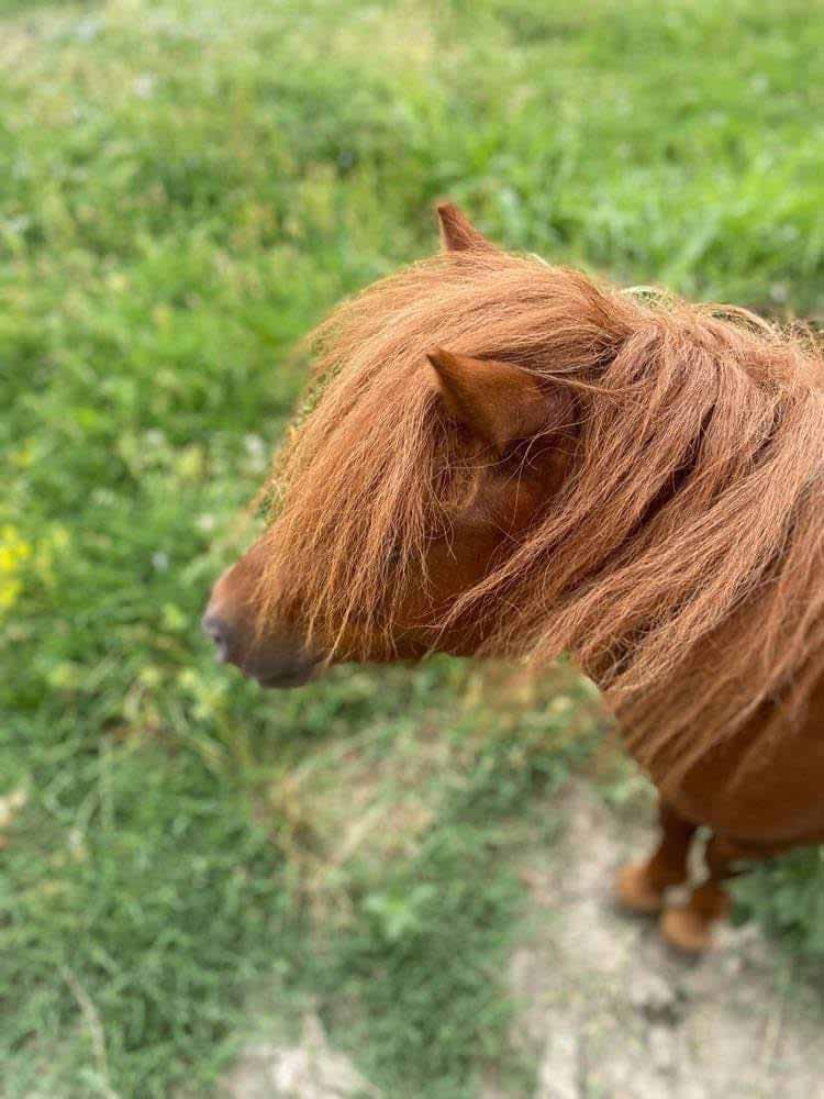 ecuries-toscareva-elevage-chevaux-pension-concours-equestre-shetland-paddocks-poulain-marron-1