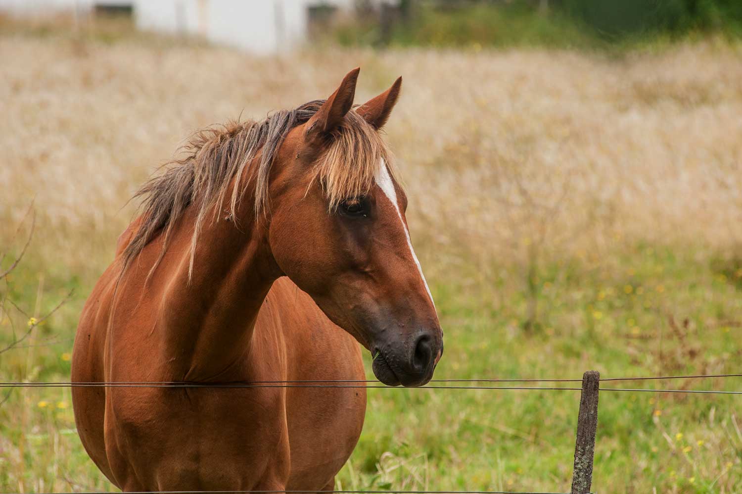 A closeup shot of a beautiful brown horse with a noble look standing on the field