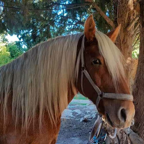 ecuries-toscareva-elevage-chevaux-pension-concours-equestre-shetland-paddocks-1