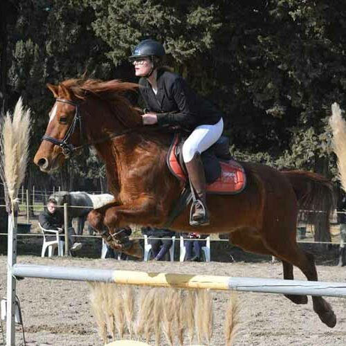 ecuries-toscareva-elevage-chevaux-pension-concours-equestre-shetland-paddocks-2