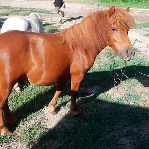 ecuries-toscareva-elevage-chevaux-pension-concours-equestre-shetland-paddocks-6