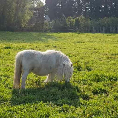 Le site du shetland vous présente le poney et le concours