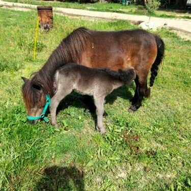 ecuries-toscareva-elevage-chevaux-pension-concours-equestre-shetland-paddocks-poulain-2