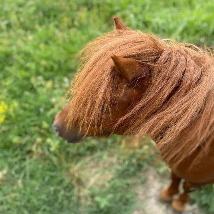 ecuries-toscareva-elevage-chevaux-pension-concours-equestre-shetland-paddocks-poulain-marron-1